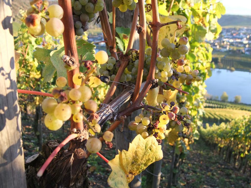 Weingut Lehnert-Veit Gutshotel بيزبورت المظهر الخارجي الصورة