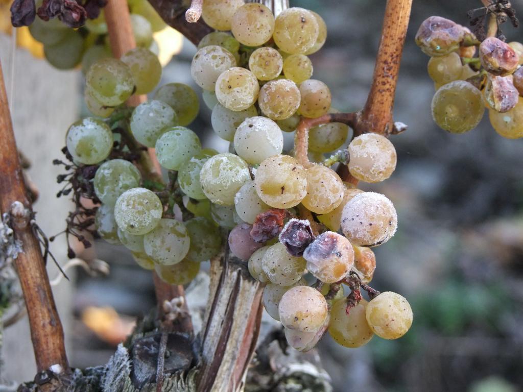 Weingut Lehnert-Veit Gutshotel بيزبورت المظهر الخارجي الصورة